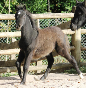 Triple Registered colt with a great pedigree for sale