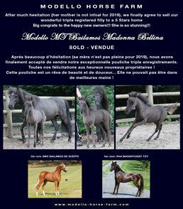 miniature filly 2018 for sale