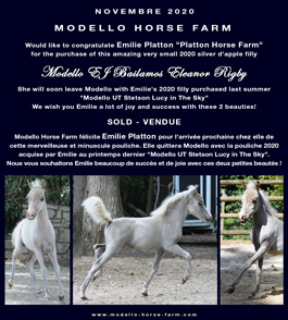 Modello EJ Bailamos Eleanor Rigby, miniature 2020 filly for sale