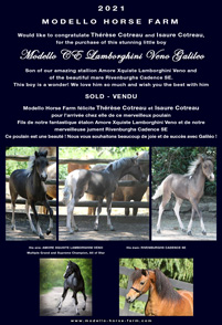 Galileo miniature foal AMHA for sale