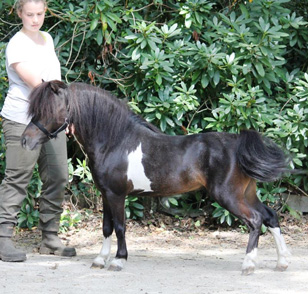 miniature stallion for sale