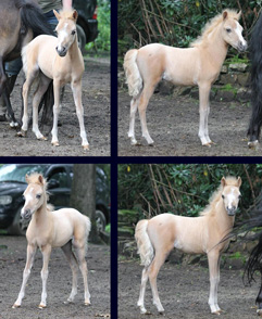 Palomino filly for sale