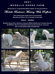 Raffaelo miniature foal AMHA for sale