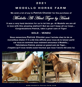 Leeloo, miniature 2020 filly for sale