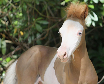two years old miniature colt AMHA AMHR for sale