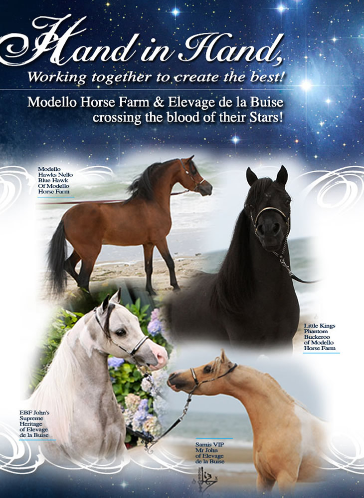 Modello Horse Farm & Elevage de la Buise crossing the blood of their stars!