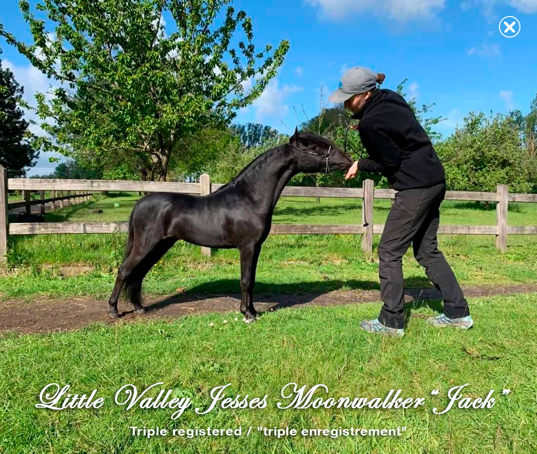Jack miniature stallion