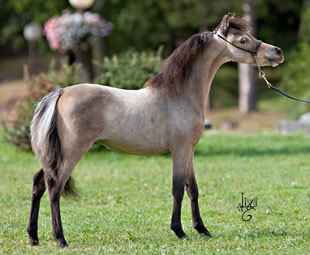 MODELLO FR STETSON ALL ABOUT EVE, miniature horse