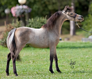 Modello FR Stetson All About Eve, miniature horse
