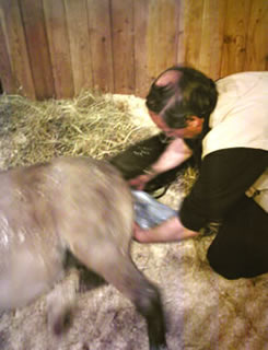 The birth goes on normally, Alain helps the mare...