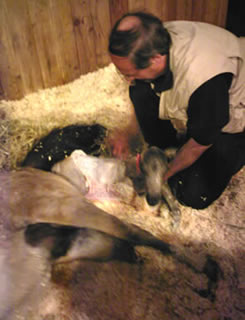 Alain has just opned the sac and is taking the head of the foal out so that he can breathe.