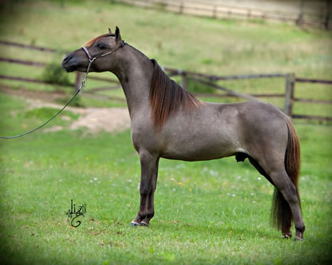 miniature stallion Moritzbergs Fancy Buck