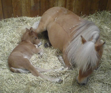 She has just given birth to her first foal Tarek Hawk