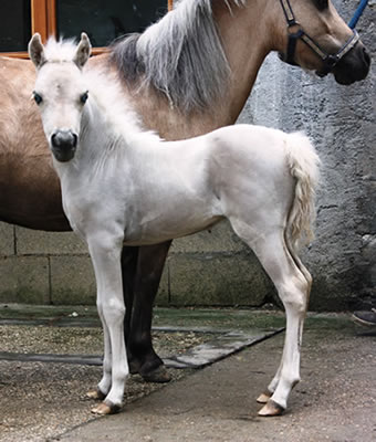 My Royal limoges, miniature horse