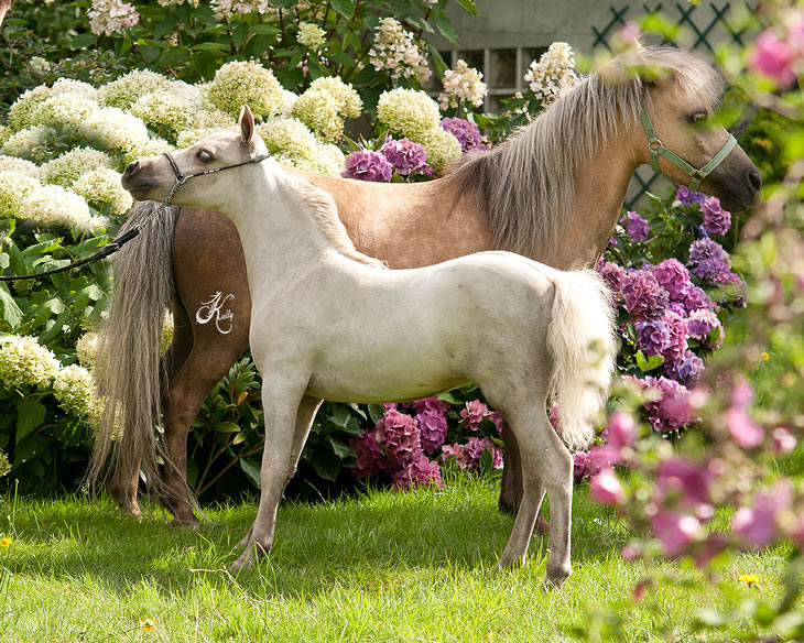 My Royal limoges, miniature horse