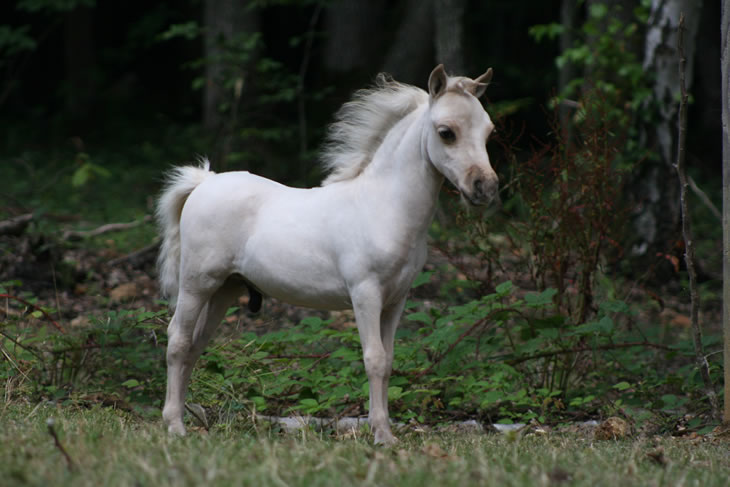 Stand By Me, miniature horse