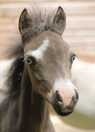 miniature foal for sale