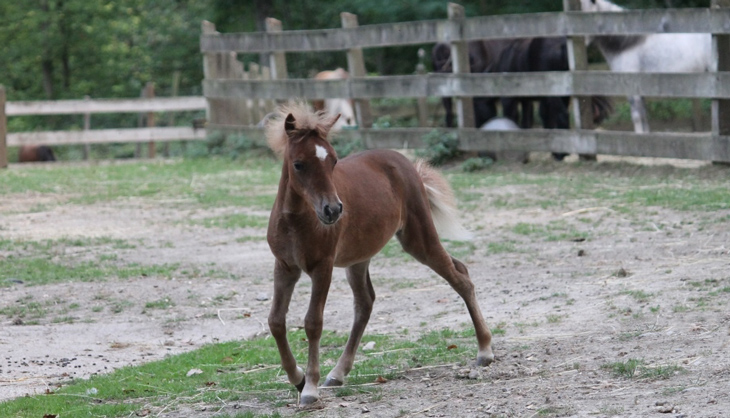 filly for sale