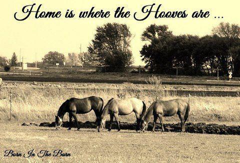 Home is where the hooves are...