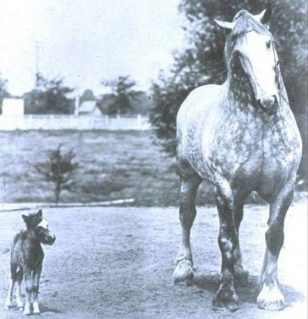 Un grand cheval à côté d'un cheval miniature