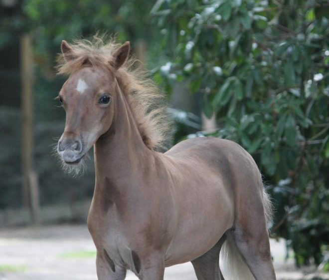 Miniature filly for sale