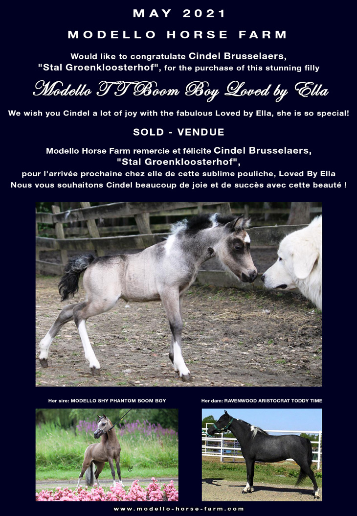 Loved by Ella miniature filly AMHA