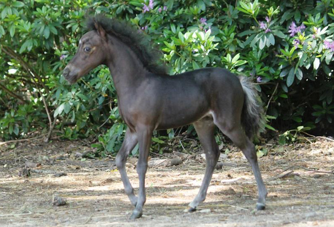 AMHA miniature colt born on 2019 for sale